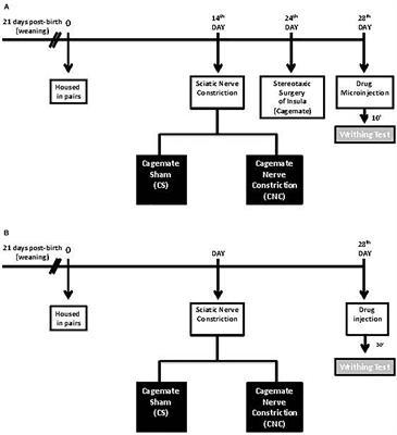 Empathy for Pain: Insula Inactivation and Systemic Treatment With Midazolam Reverses the Hyperalgesia Induced by Cohabitation With a Pair in Chronic Pain Condition